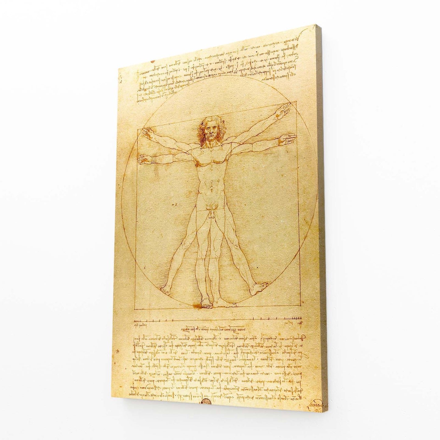 Vitruvian Man Manuscript Da Vinci Wall Decor – angled canvas view on white background