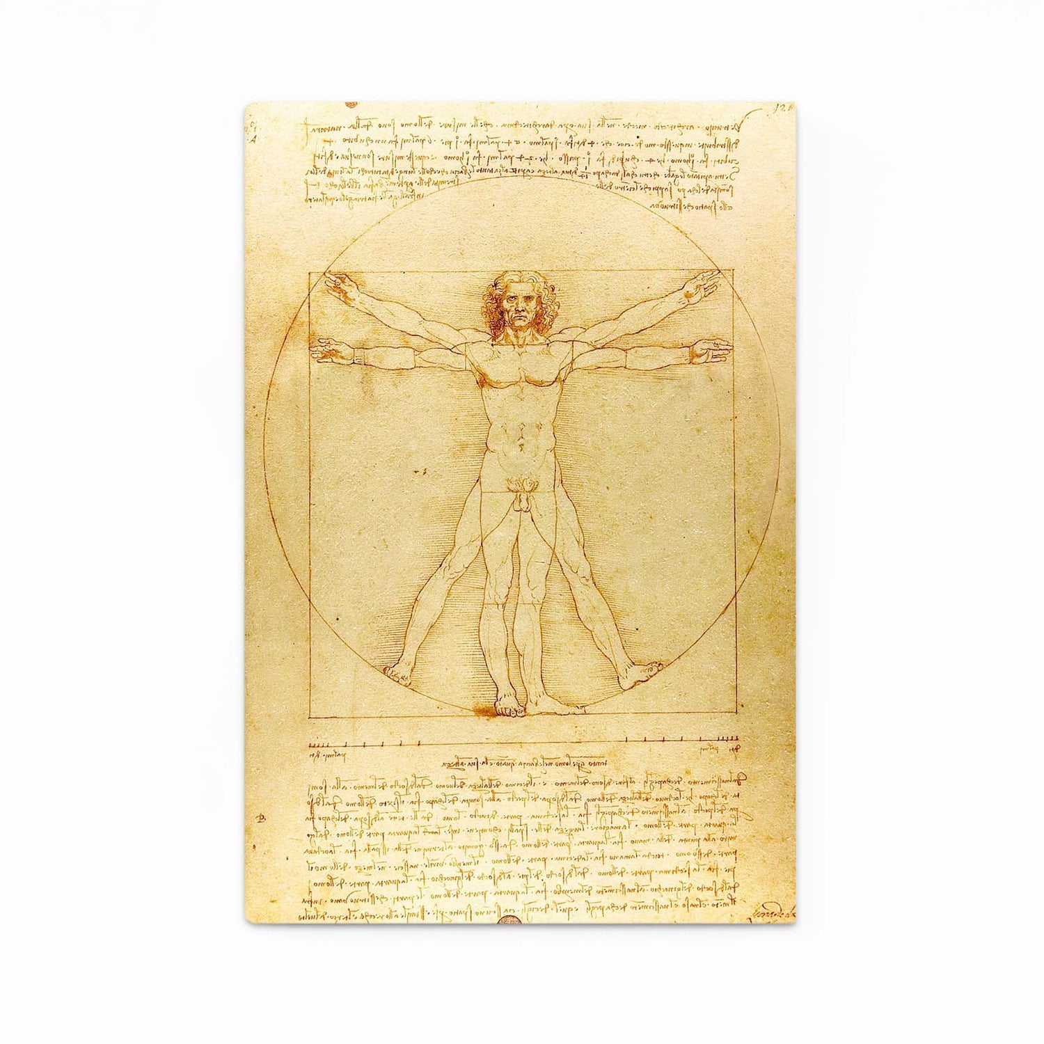Vitruvian Man Manuscript Da Vinci Wall Decor – vitruvian man manuscript da vinci canvas print