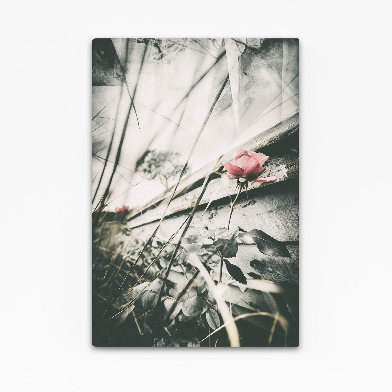 Weathered Rose Photography Print – pink rose against a cracked, weathered wall