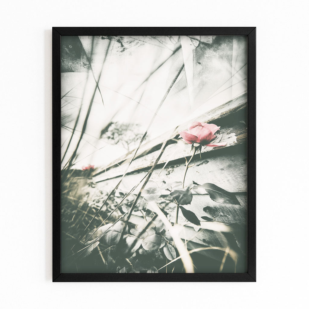 Weathered Rose Photography Print – canvas print, view 6