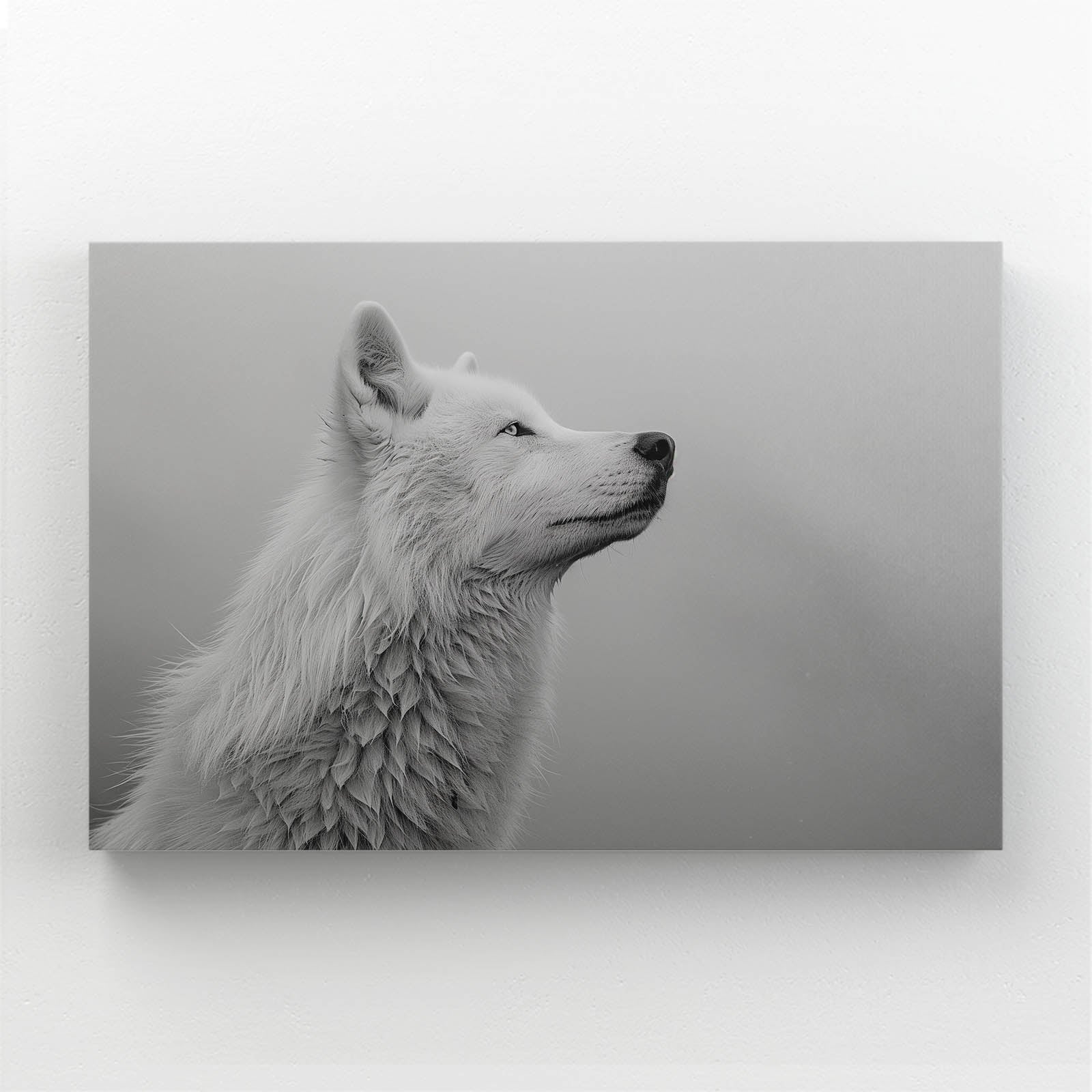 White And Black Wolf Wall Art