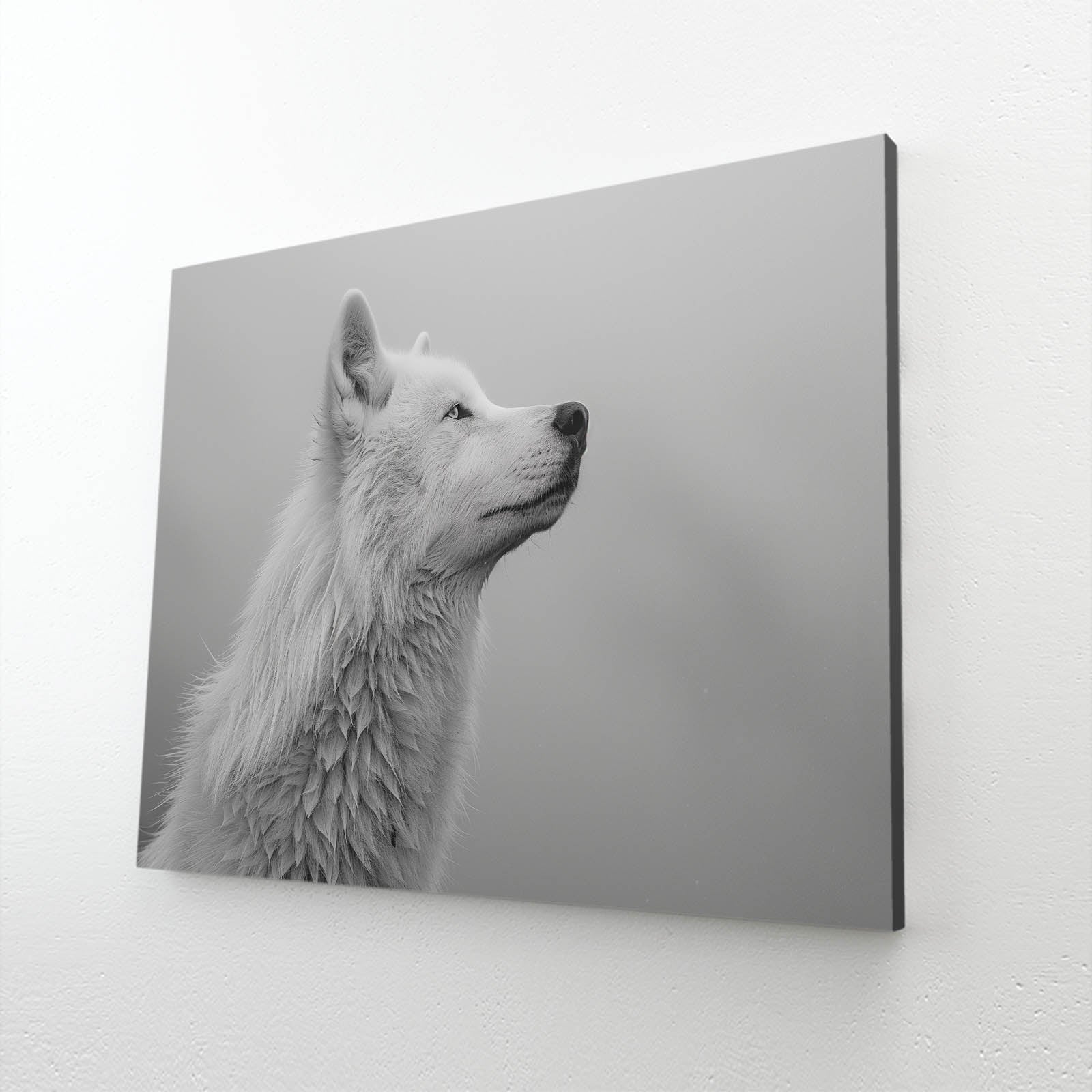 White And Black Wolf Wall Art