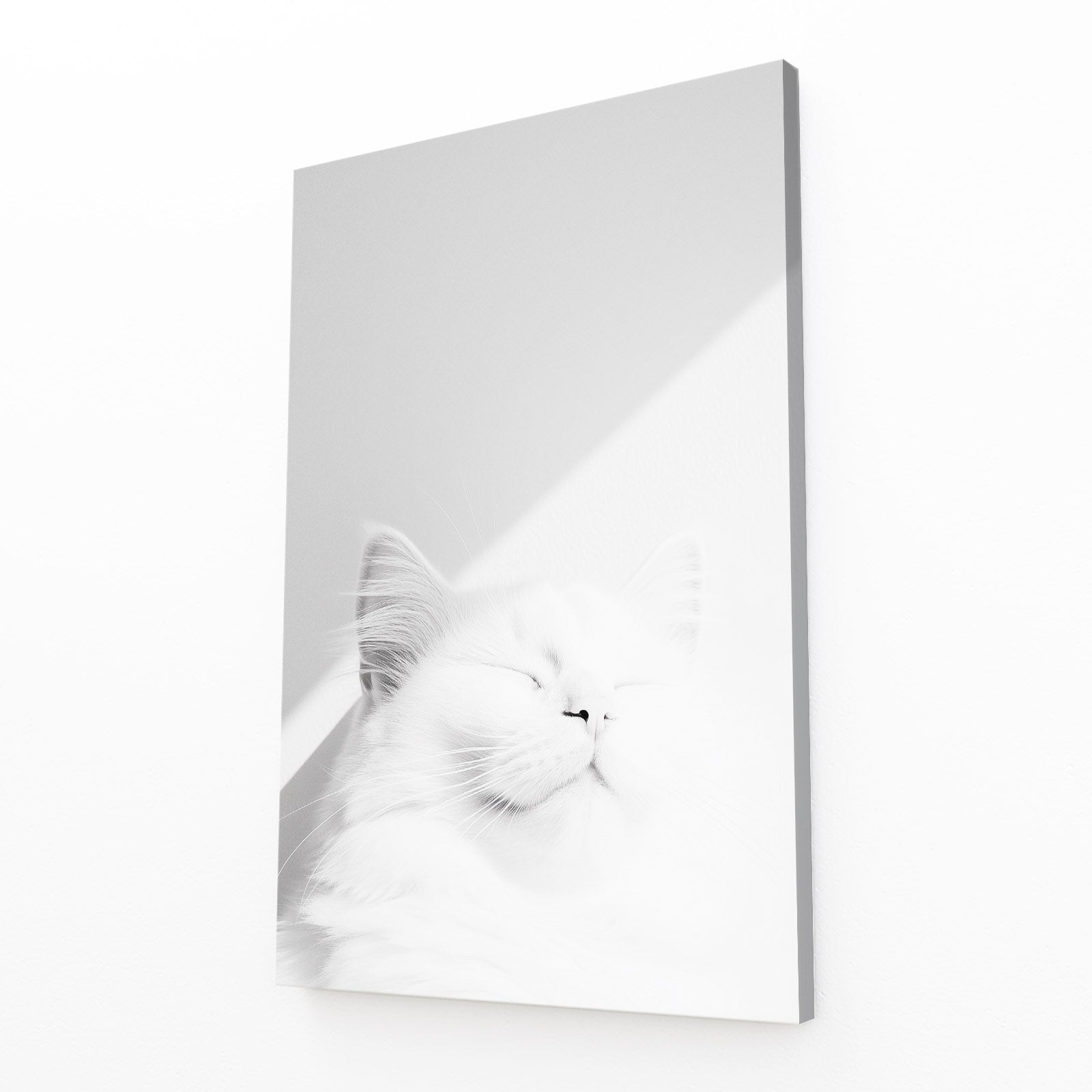 White Cat Sleeping in Light Art