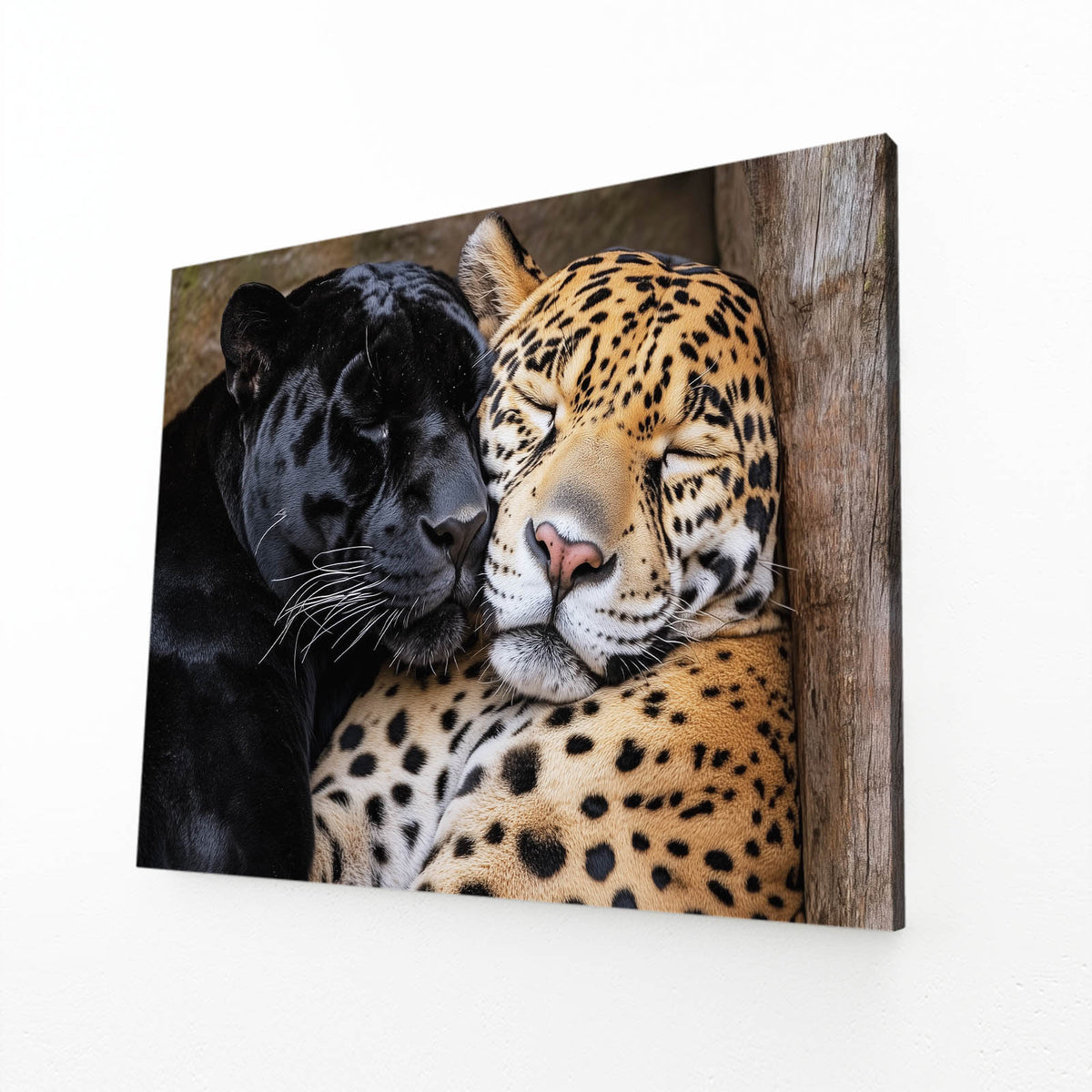 Wild Cat Duo Canvas — realism canvas print, angled canvas view on white background