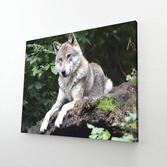 Wolf And Nature Wall Art