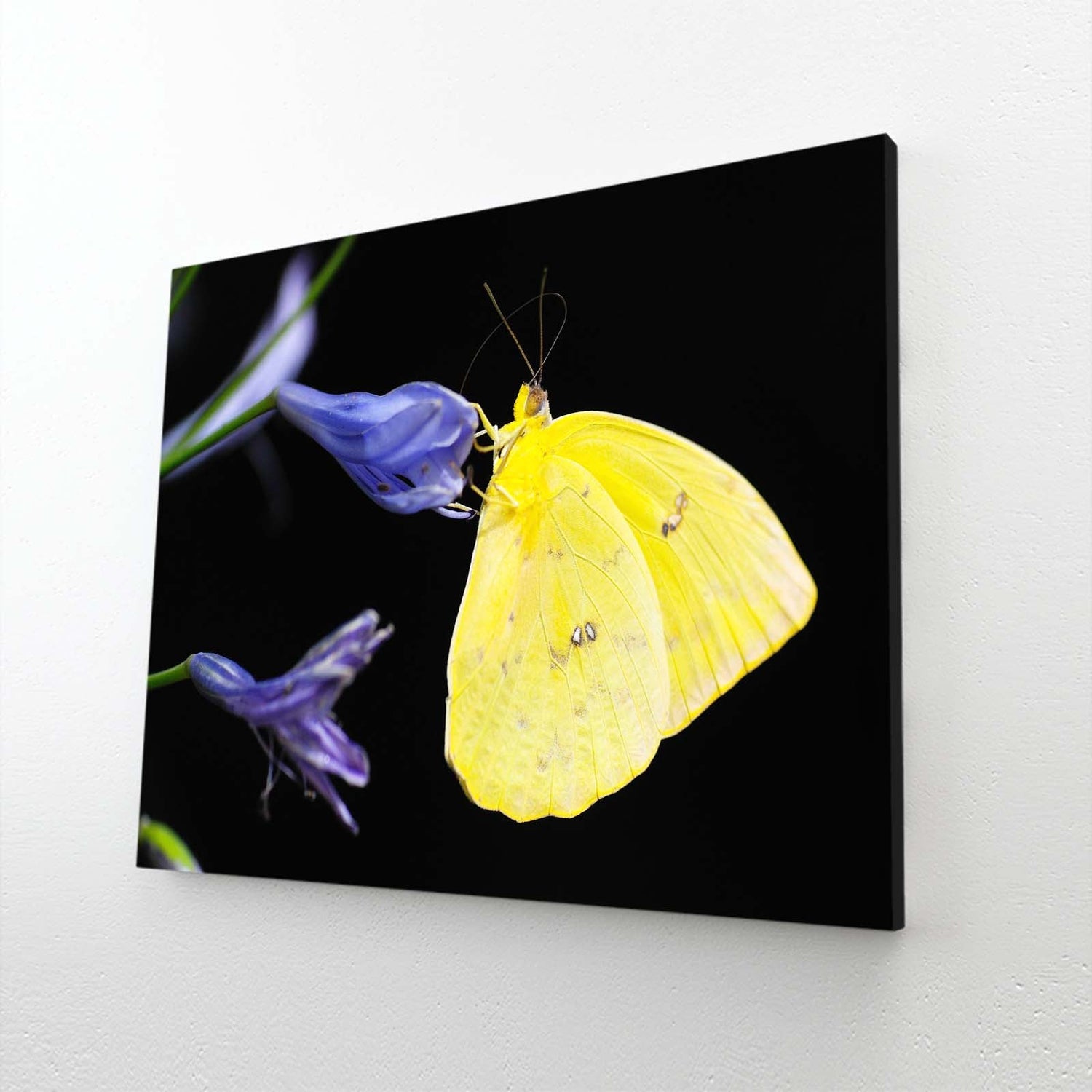 Yellow Butterfly On Purple Flowers Wall Art – canvas print on white background
