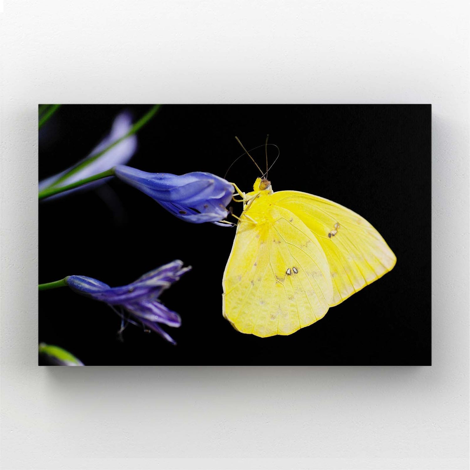 Yellow Butterfly On Purple Flowers Wall Art — floral canvas print in yellow tones